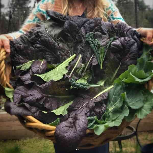 mustard-greens-red-giant-seeds-3 mustard-greens-red-giant-seeds-3