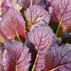 mustard_greens_red_seeds