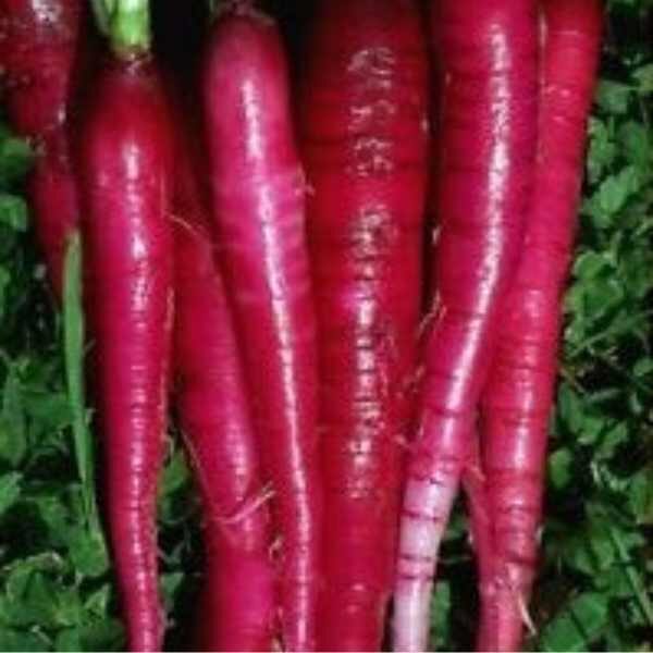 radish-fire=candle-seeds