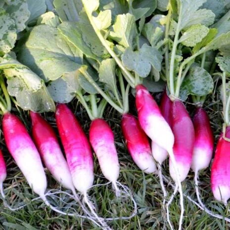 vegetable-radish-french-breakfast-seeds