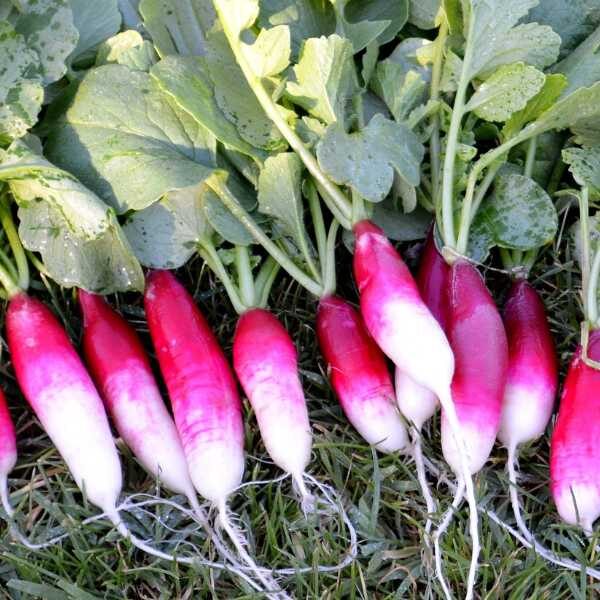 vegetable-radish-french-breakfast-seeds