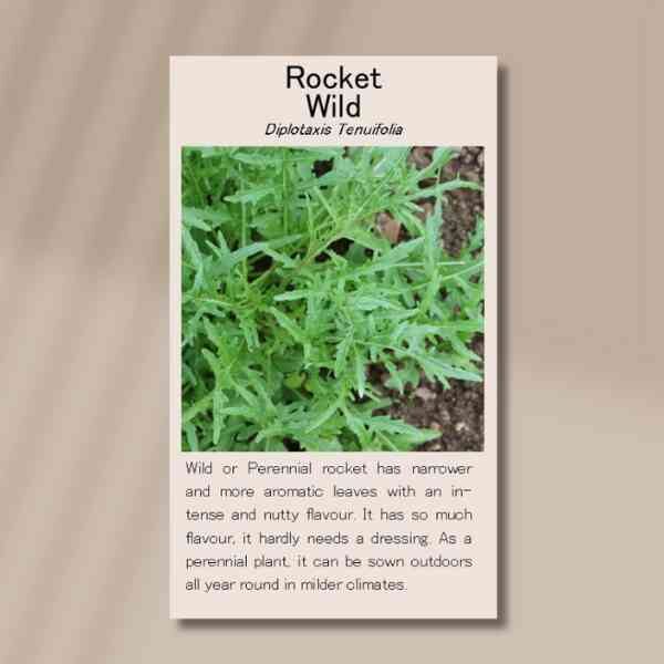 wild-rocket-front wild-rocket-front