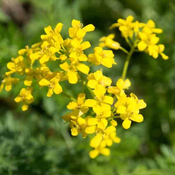 wild-rocket-seeds-3 wild-rocket-seeds-3