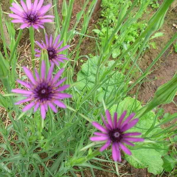 salfify-mammoth-sandwich-seeds-1 salfify-mammoth-sandwich-seeds-1