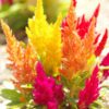 celosia-pampas-plume-seed-2