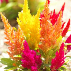 Celosia