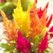 celosia-pampas-plume-seed-2