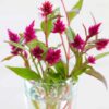 celosia-pampas-plume-seed-3