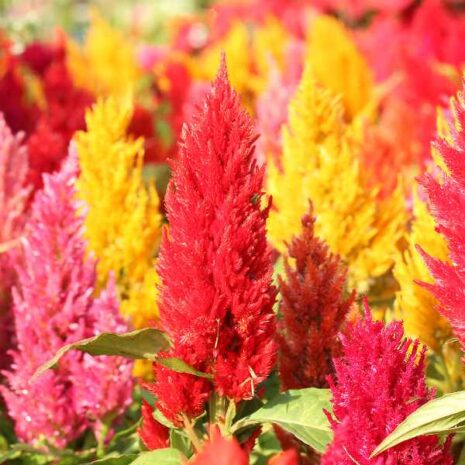 celosia-pampas-plume-seed