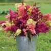 celosia-pampas-plume-seed-5