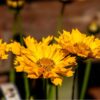 coreopsis-mayfields-giants-seeds-1