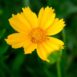 coreopsis-mayfields-giants-seeds