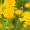 coreopsis-mayfields-giants-seeds=2