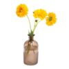 coreopsis-mayfields-giants-seeds=3