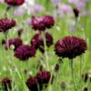 cornflower-black-ball-seeds-1