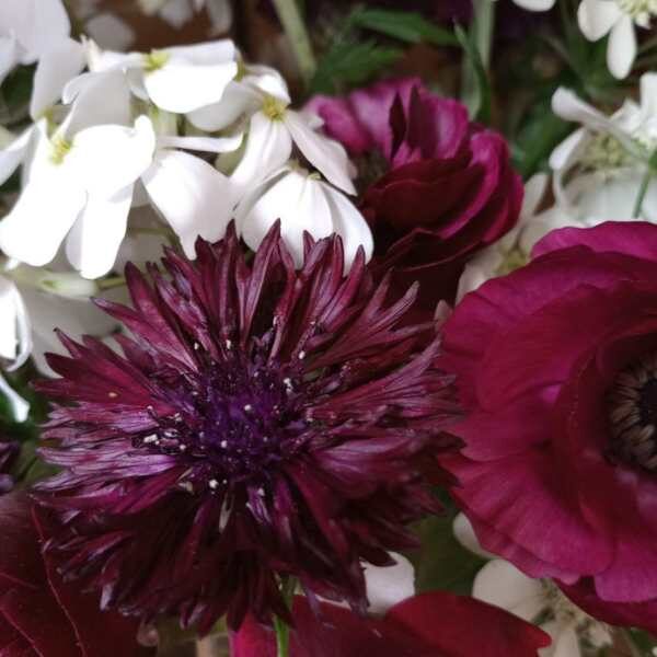 cornflower-black-ball-seeds-2 cornflower-black-ball-seeds-2