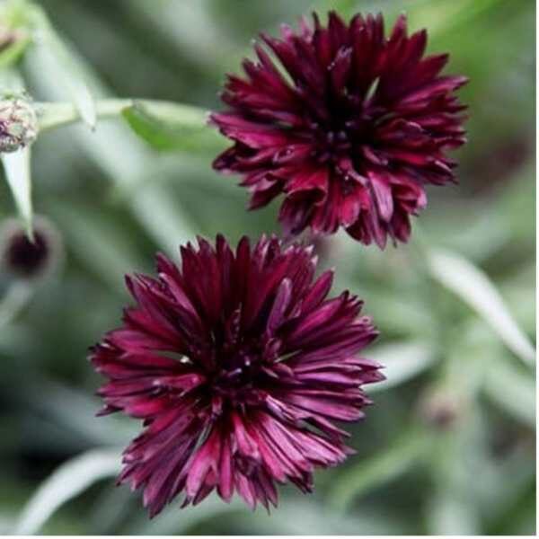 cornflower-black-ball-seeds-3 cornflower-black-ball-seeds-3