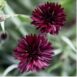 cornflower-black-ball-seeds-3