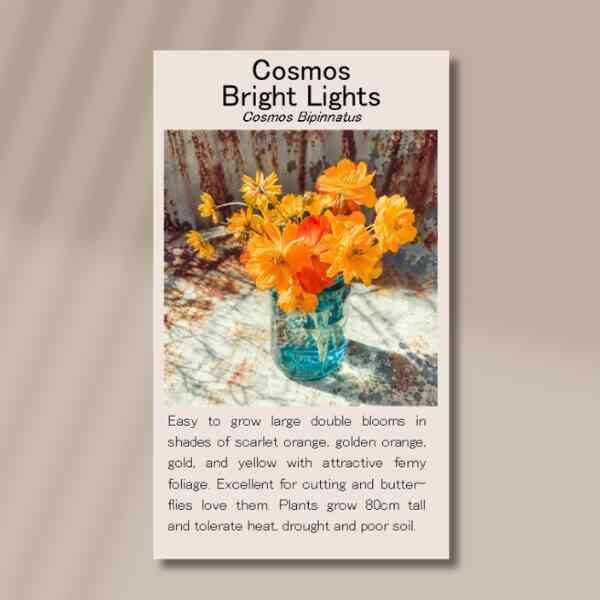 cosmos-bright-lights-front Cosmos bright lights front