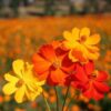 cosmos-bright-lights-mix-seeds