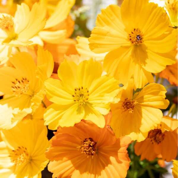 cosmos-bright-lights-mix-seeds-2 cosmos-bright-lights-mix-seeds-2