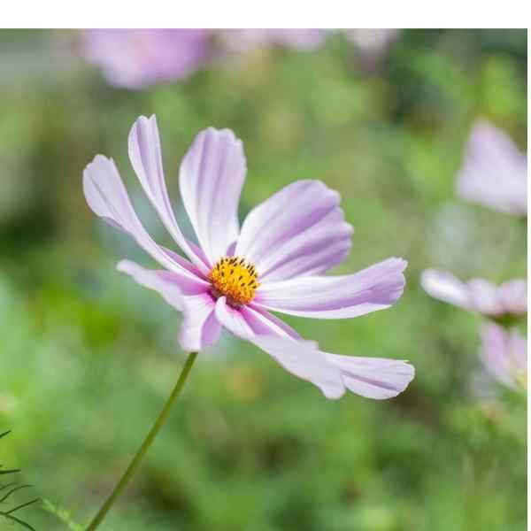 cosmos-sensation-daydream-3 cosmos-sensation-daydream-3