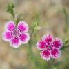 dianthus-sweet-william-seeds-1