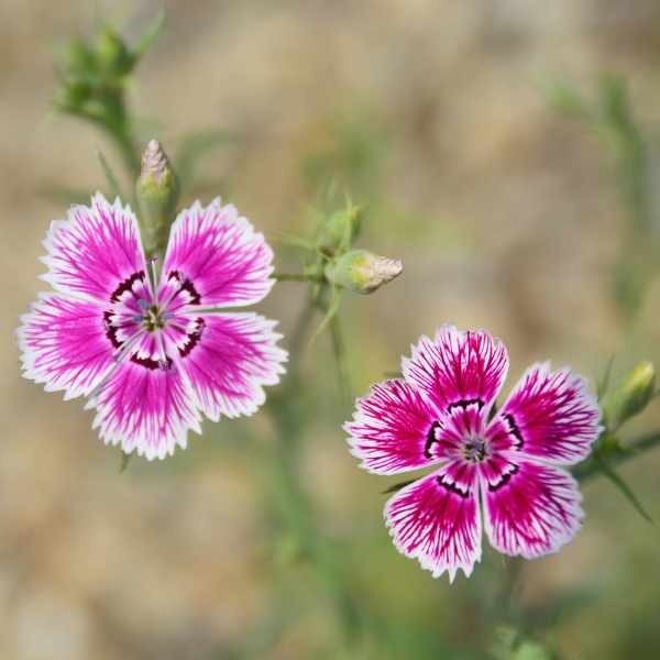 dianthus-sweet-william-seeds-1 dianthus-sweet-william-seeds-1