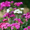 dianthus-sweet-william-seeds-2