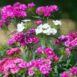 dianthus-sweet-william-seeds-2