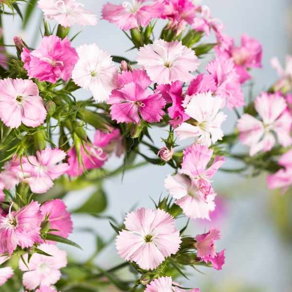 dianthus-sweet-william-seeds-3