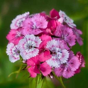 Dianthus