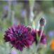 flower-black-cornflower-seeds