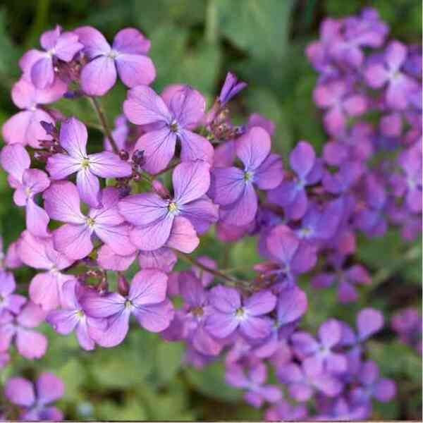 honesty-seeds-15 honesty-seeds-15