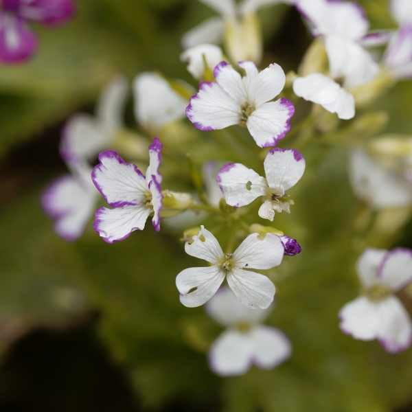 honesty-seeds4 honesty-seeds4