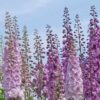 larkspur-imperial-seeds