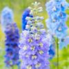 larkspur-seeds2