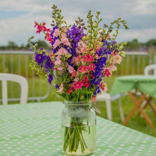 larkspur-seeds3 larkspur-seeds3