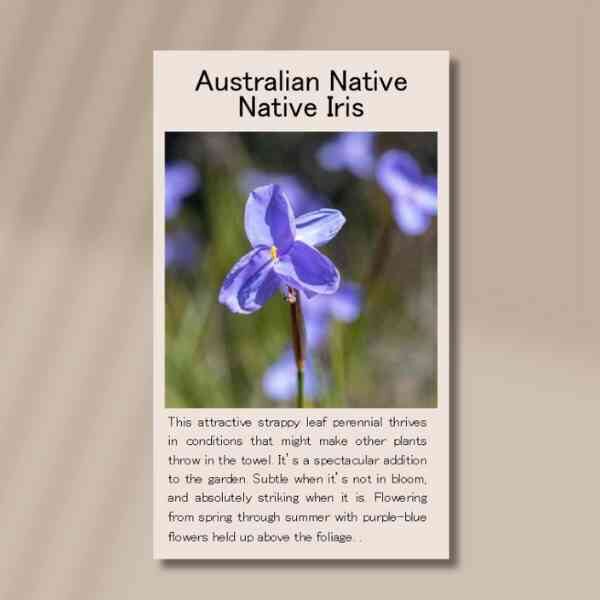 native-iris-front-2 native-iris-front-2