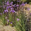 native-iris-seeds-1