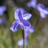 native-iris-seeds-3