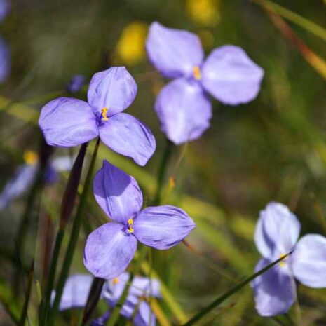 native-iris-seeds