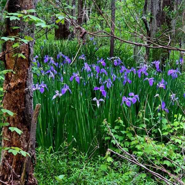 native-iris-seeds-7 native-iris-seeds-7
