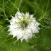 nigella-persian-jewels-seed-1