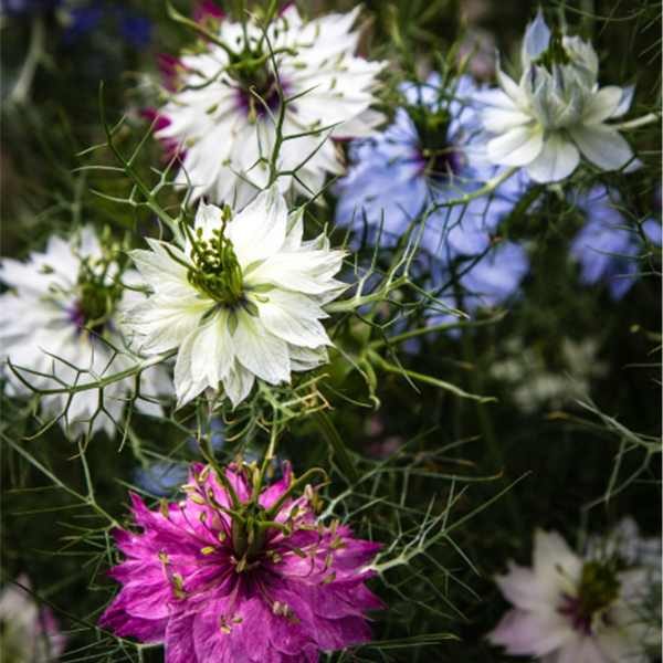 nigella-persian-jewels-seed-4