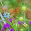 nigella-persian-jewels-seed-5