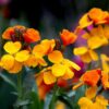 wallflower-single-mix-seed