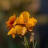 wallflower-single-mix-seed2