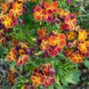 wallflower-single-mix-seed3