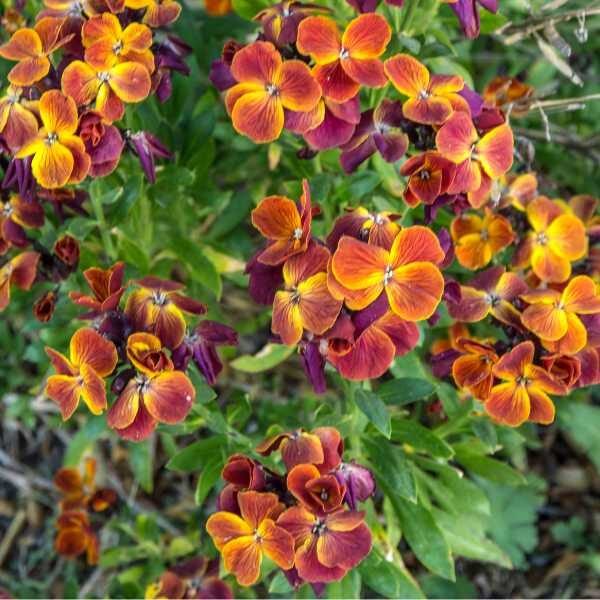 wallflower-single-mix-seed3 wallflower-single-mix-seed3